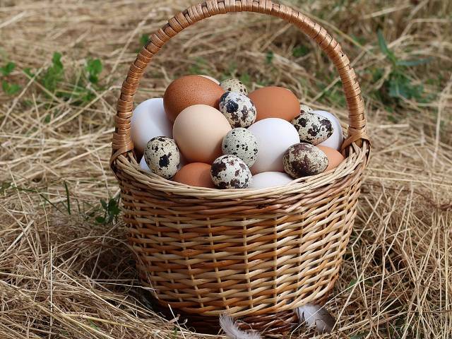 Panier d'osier rempli d'œufs frais posé dans l'herbe
