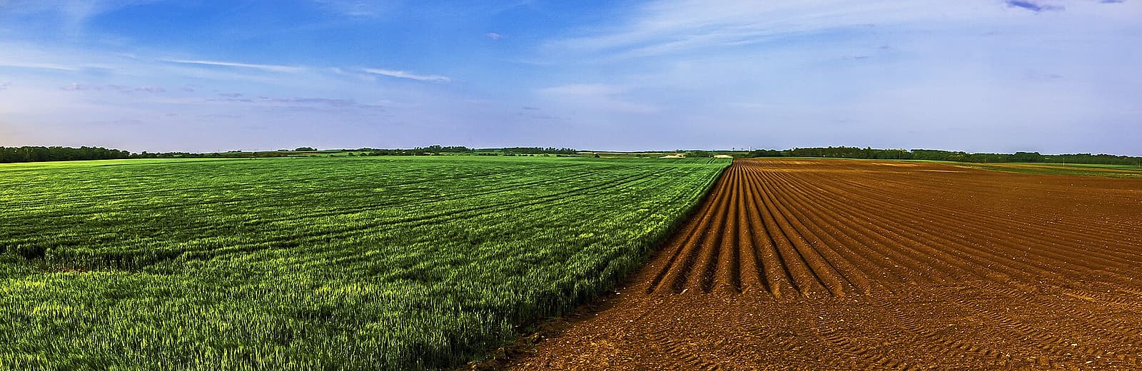 Parcelle de céréales en herbe à côté d'une terre fraîchement labourée, sous un ciel dégagé