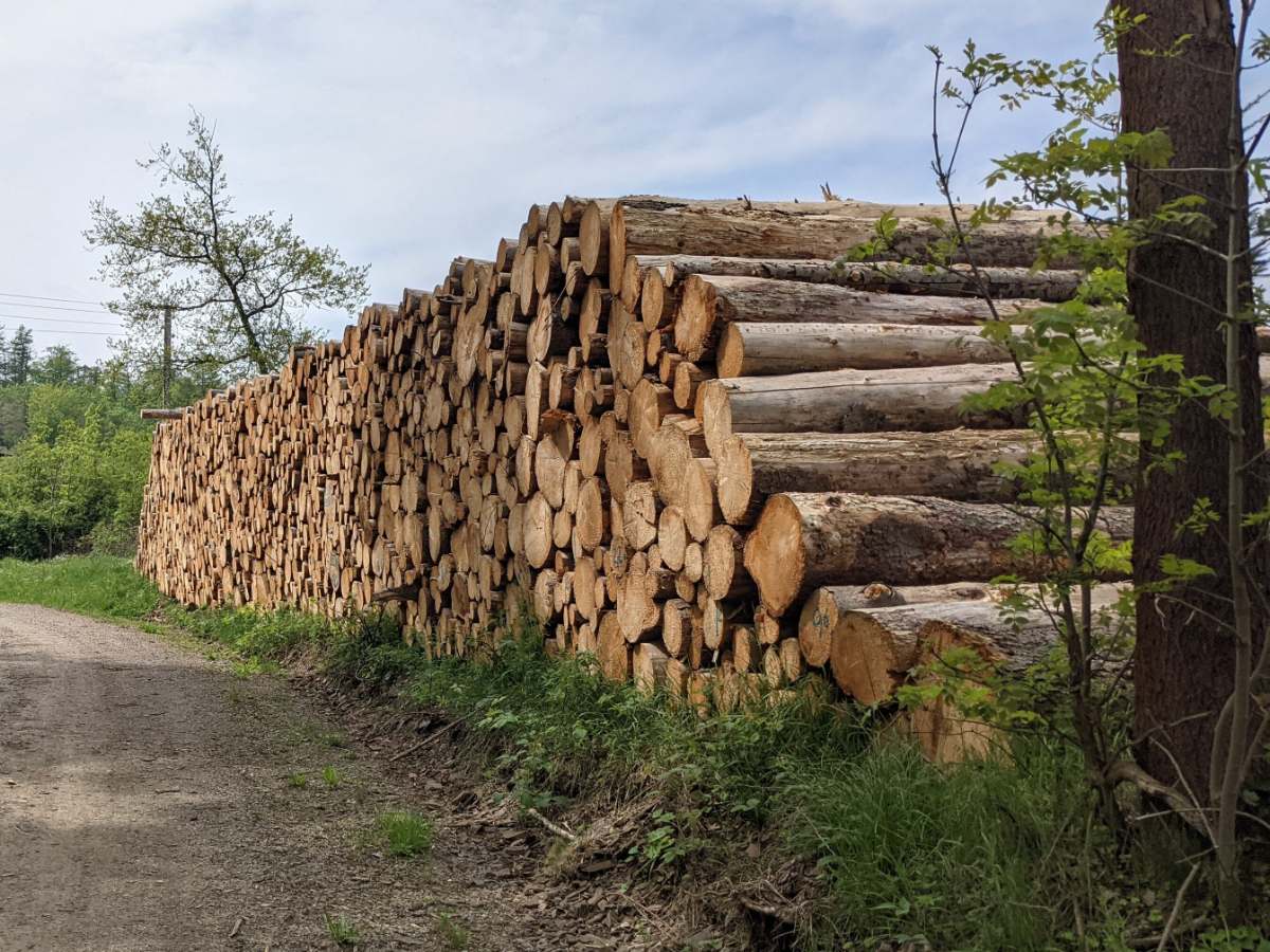 Longue pile de grumes de résineux au bord d'un chemin forestier, les bouts de tronc fraîchement coupés tournés vers l'objectif.