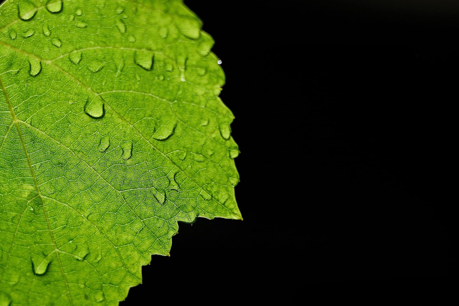 Feuille de vigne en gros plan, gouttes de pluie sur le limbe