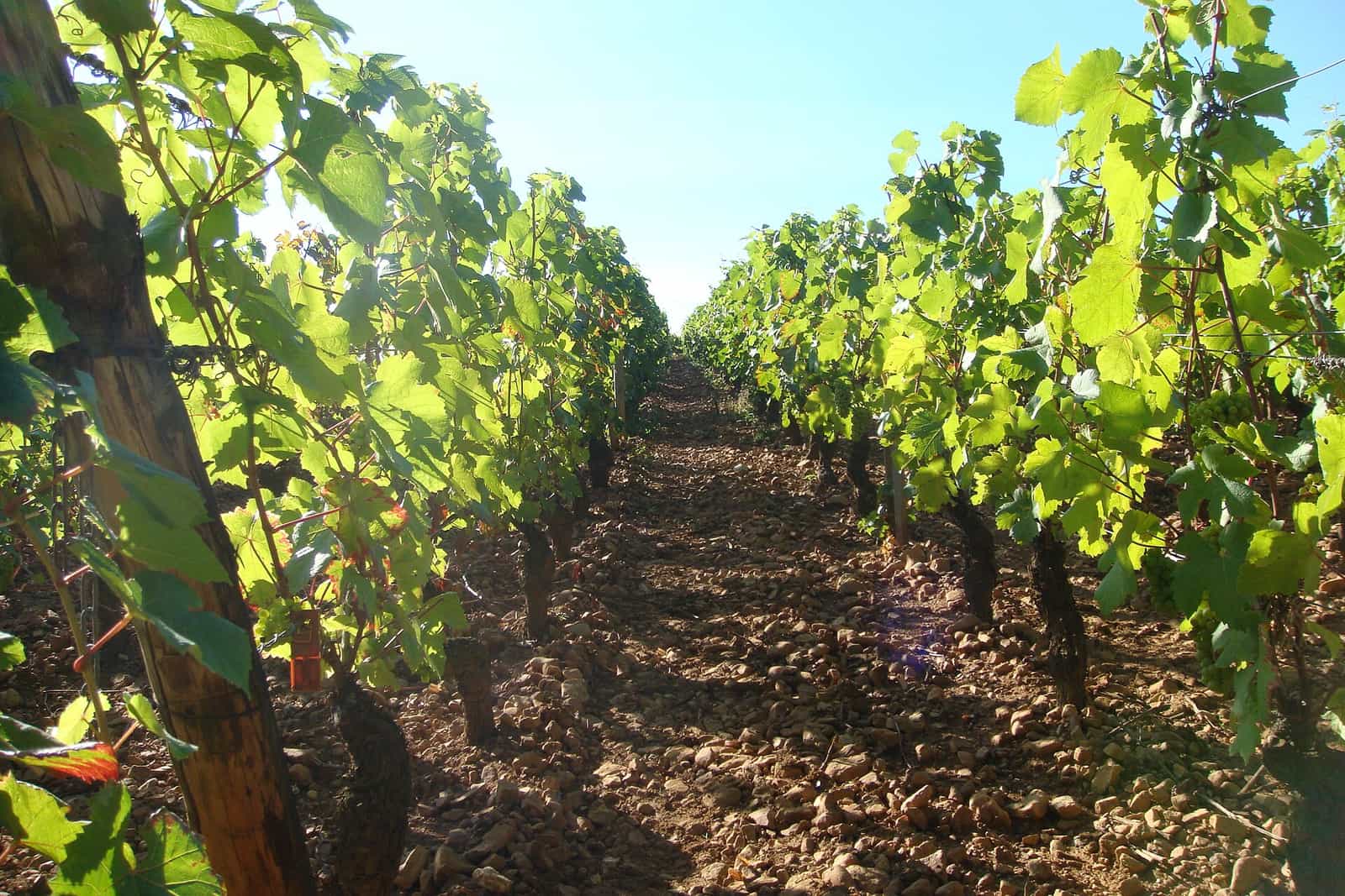 Rang de vigne en plein feuillage, sol de galets roulés entre les ceps