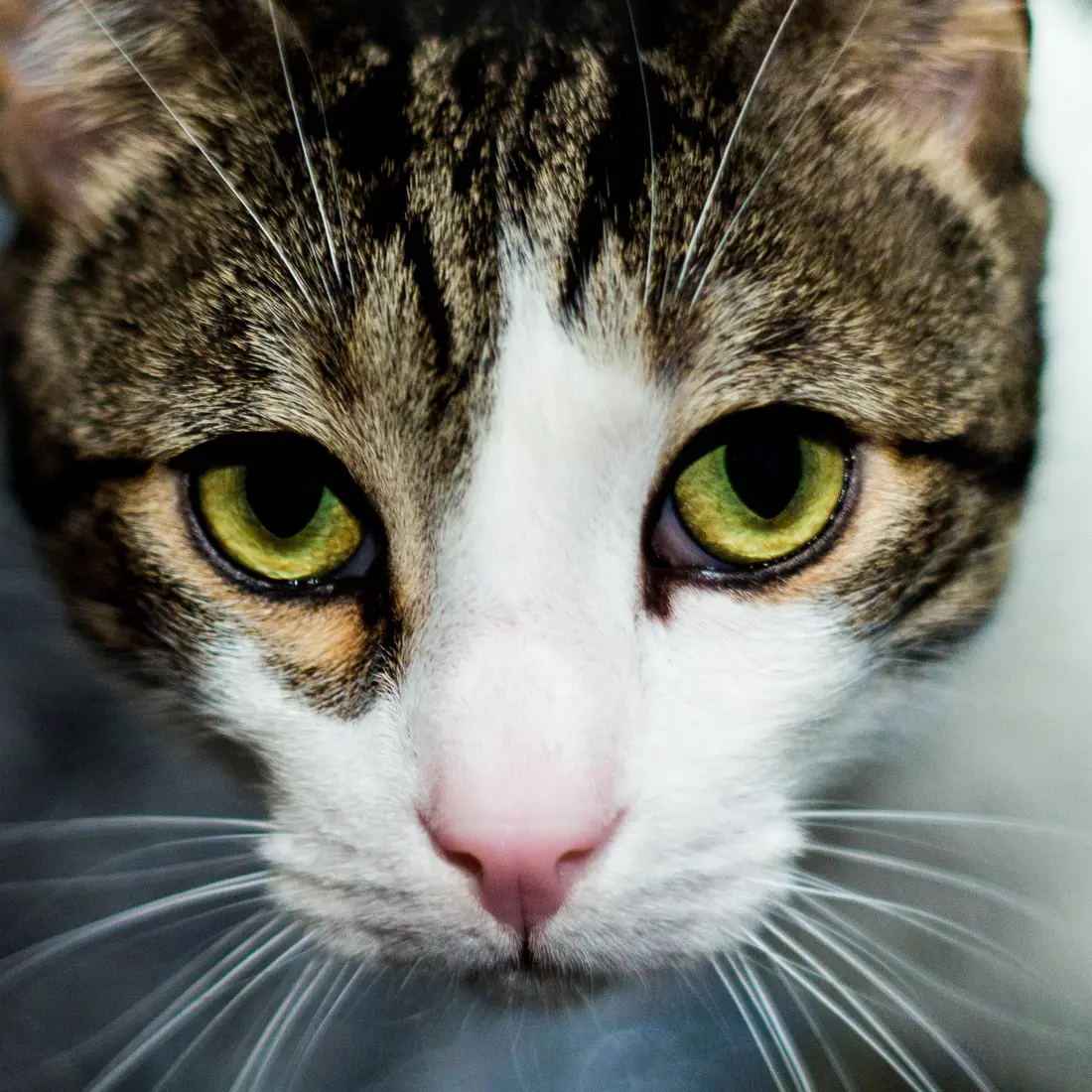 Portrait rapproché d'un chat tigré et blanc, yeux verts, lumière douce
