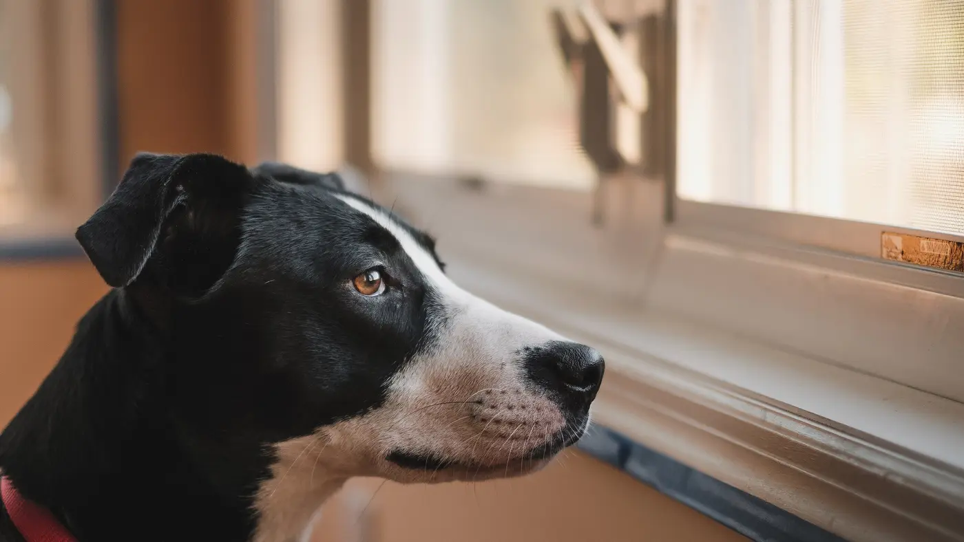 Chien noir et blanc assis devant une fenêtre, regardant dehors, lumière du jour