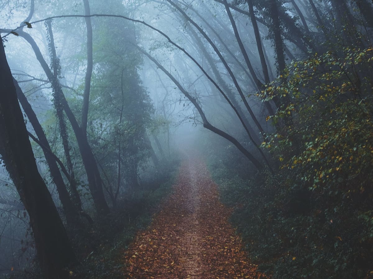 Allée forestière dans la brume au petit matin, feuilles au sol.