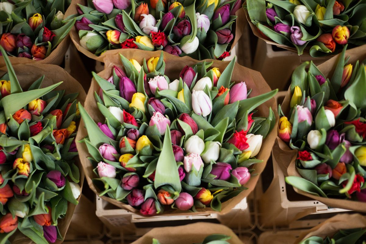 Seaux de tulipes emballées devant la boutique