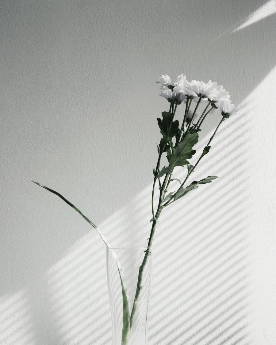 Chrysanthème blanc posé contre un mur clair