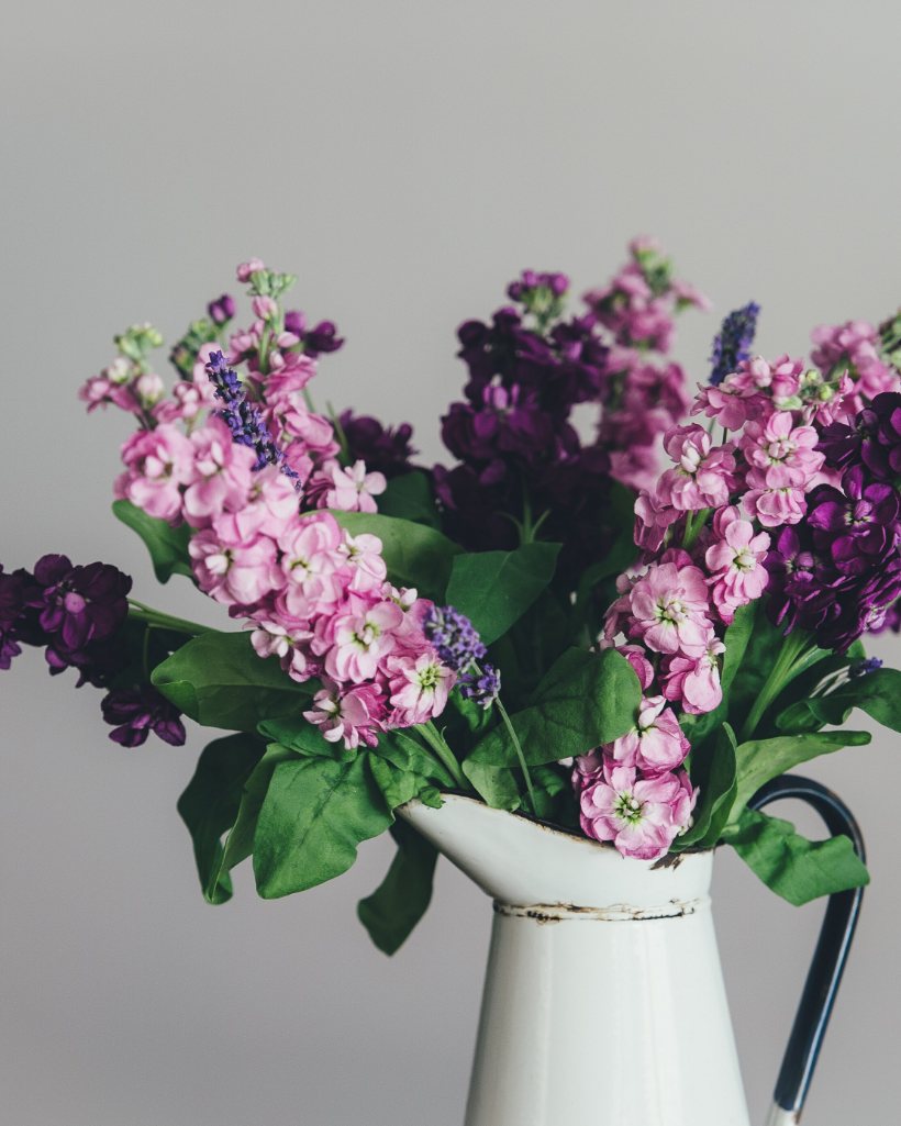Giroflées violettes et lilas dans un pichet émaillé blanc