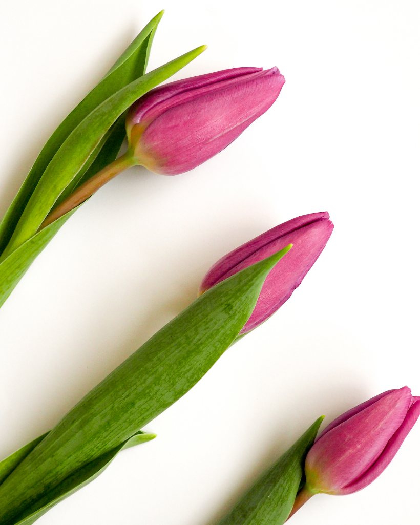 Trois tulipes mauves posées sur un fond blanc