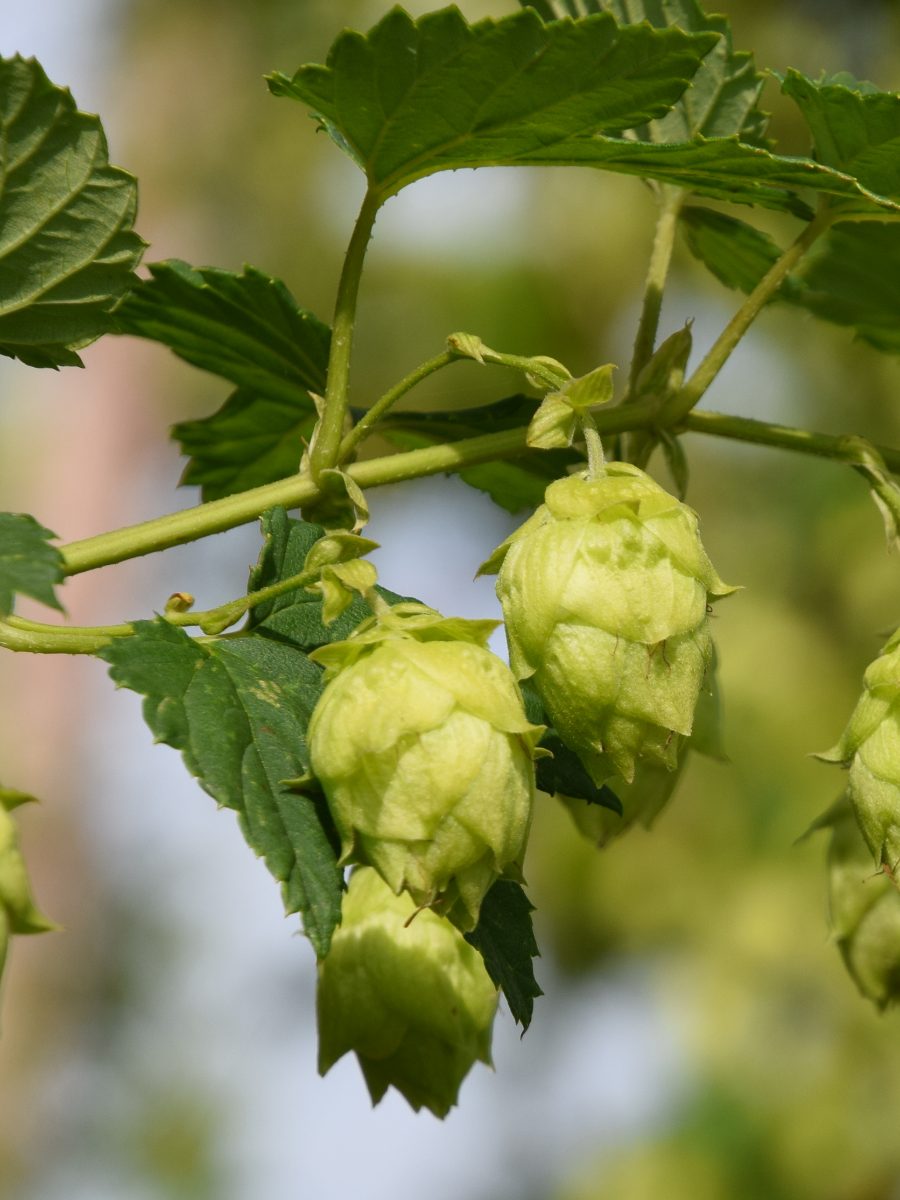 Cônes de houblon verts sur la liane, juste avant la récolte